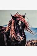 Billede Hest