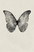 Malerifabrikken - Plakat Black Butterfly - Beige - Posters - - Homeroo...