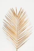 Malerifabrikken - Plakat Palmleaf gold - Guld - Posters - - Homeroom