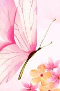 Pelcasa - Plakat Sommerfugl Elegance - Rosa - Posters - - Homeroom