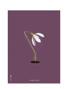 Vintergæk Lilla Brainchild Patterned