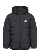 Jk Pad Jkt Adidas Sportswear Black