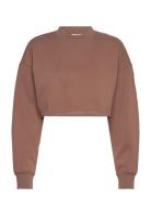Studio Over D Cropped Sweatshirt Björn Borg Brown