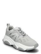 Peckman Sneaker Steve Madden Grey