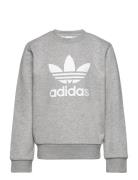Trefoil Crew Adidas Originals Grey