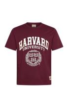 Jorharvard Tee Ss C.n Styd Ss25 Jack & J S Burgundy