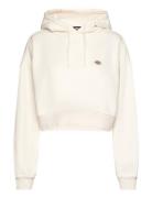 Oakport Cropped Hoodie Tops Sweatshirts & Hoodies Hoodies Cream Dickie...