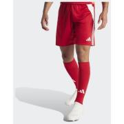 Adidas Tiro 24 shorts